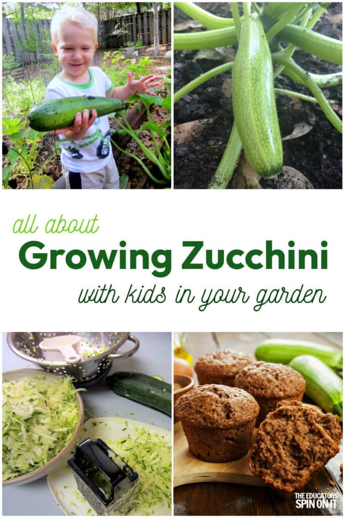 all-about-growing-zucchini-with-kids - The Educators' Spin On It All About Growing Zucchini with kids in your garden.