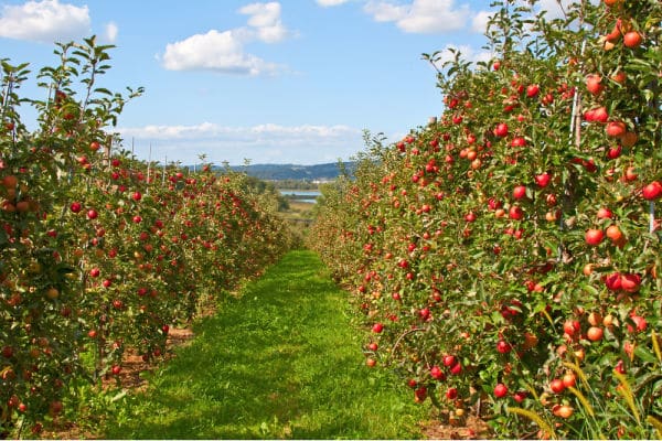 Apple garden full of riped red apples - The Educators' Spin On It Apple Orchard Virtual Field Trip for Kids featuring Apple garden full of riped red apples