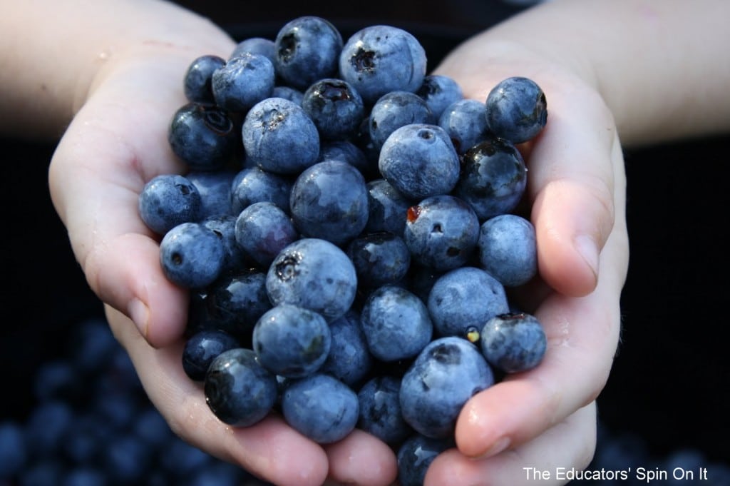 b2.jpg - The Educators' Spin On It Blueberries in child's hands sharing 30+ Blueberry recipes for kids