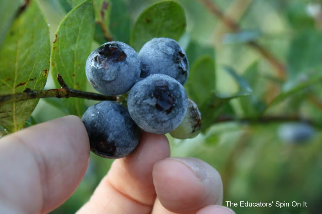 b3.jpg - The Educators' Spin On It picking blueberries with children