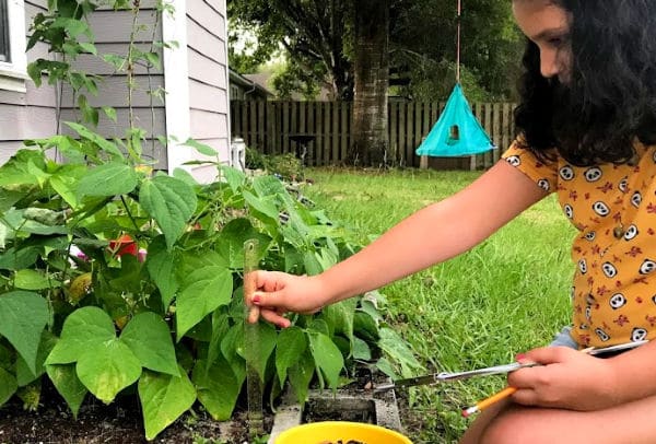 backyard-STEAM-activity-with-beans - The Educators' Spin On It Backyard STEAM activity with beans with child holding ruler measuring bean plants