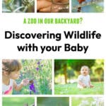 Discovering Backyard zoo with your baby