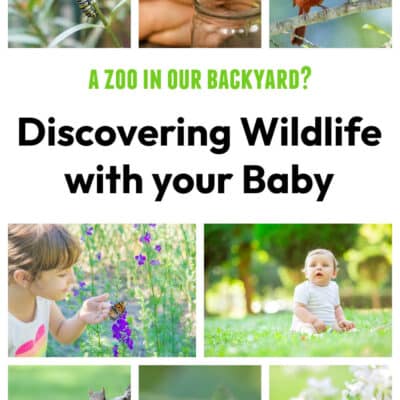 A Zoo in My Backyard? Discovering Wildlife with My Baby