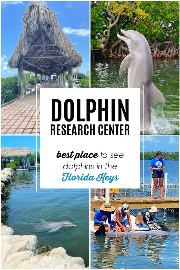 best-place-to-see-dophins-in-florida-keys-at-dolphin-research-center - The Educators' Spin On It Best Place to See Dolphins in the Florida Keys: Dolphin Research Center