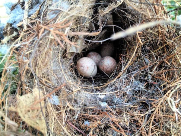 bird-nest-with-eggs - The Educators' Spin On It birds eggs and nest for virtual field trips in spring of birds