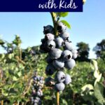 Blueberry picking