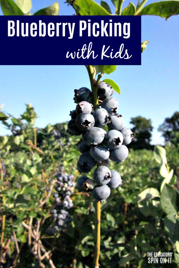 blueberry-picking-with-kids - The Educators' Spin On It Blueberry picking