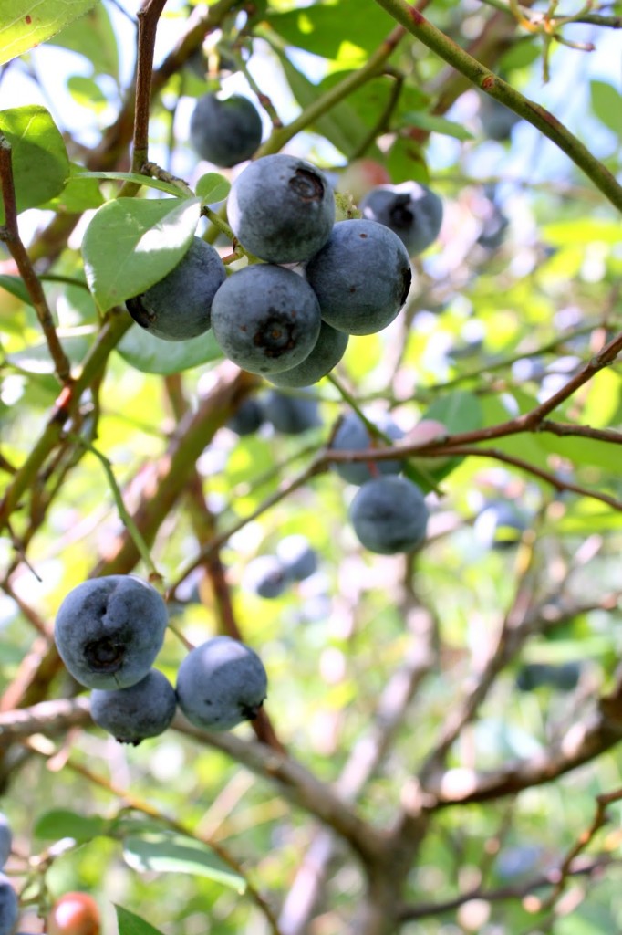 blueberry+bushes+in+the+summer.JPG - The Educators' Spin On It