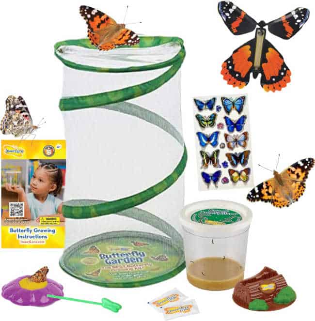 butterfly-kit - The Educators' Spin On It butterfly Kit