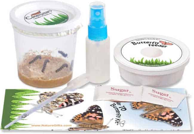 butterfly-kit - The Educators' Spin On It butterfly Kit