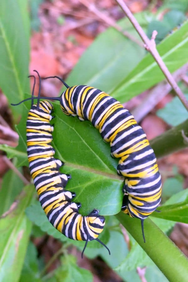 caterpillars-in-backyard-with-kids - The Educators' Spin On It monarch butterfly caterpillars on milkweed in backyard
