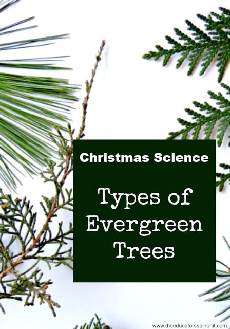Christmas%2BScience%2BEvergreen%2BTrees.jpg - The Educators' Spin On It