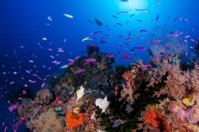 coral-reef-virtual-tour - The Educators' Spin On It Coral Reef with purple fish and colorful coral for ocean themed virtual field trip for kids