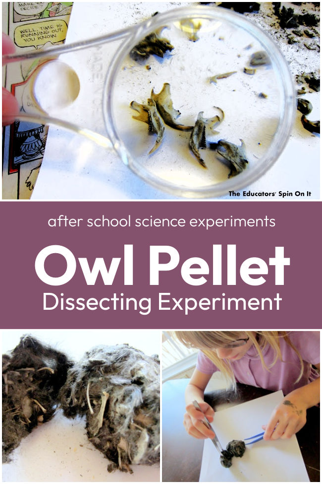 Dissecting-owl-pellets-science-experiement - The Educators' Spin On It Dissecting Owl Pellets Science Experiment for Kids