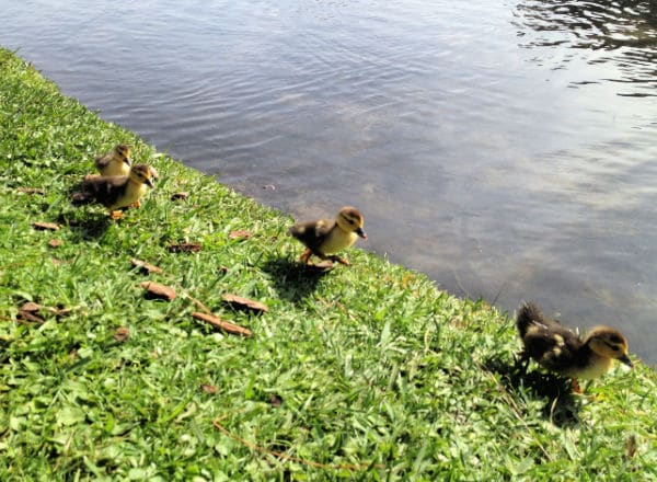 ducklings-at-pond- - The Educators' Spin On It ducklings at pond for virtual field trip for spring for kids