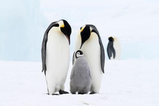 Emperor penguins on the sea ice in the Weddell Sea, Antarctica - The Educators' Spin On It emperor penguin with baby in antarctica