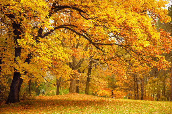 Autumn / Gold Trees in a park - The Educators' Spin On It Autumn Trees in a park for Fall Virtual Field Trip for Kids searching for fall leaves