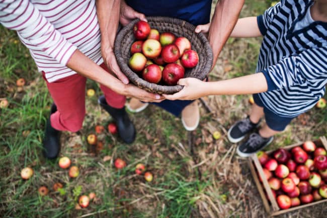 family-holding-picked-apples-in-basket-in-apple-orchard - The Educators' Spin On It Family picking apples in basket