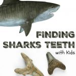 Finding Sharks Teeth