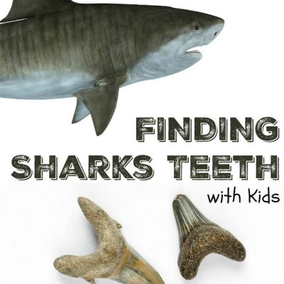 SHARK WEEK Learning Activities for Kids: Hunting for Sharks Teeth