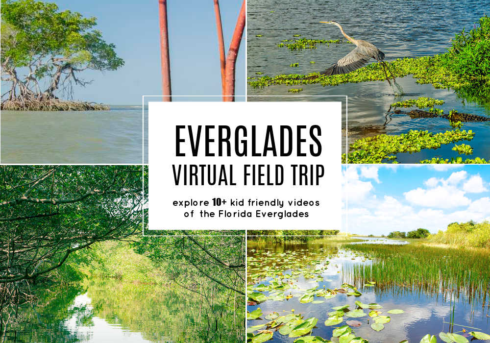 florida-everglades-virtual-field-trip-for-kids-1 - The Educators' Spin On It Florida Everglades Virtual Field Trip for Kids