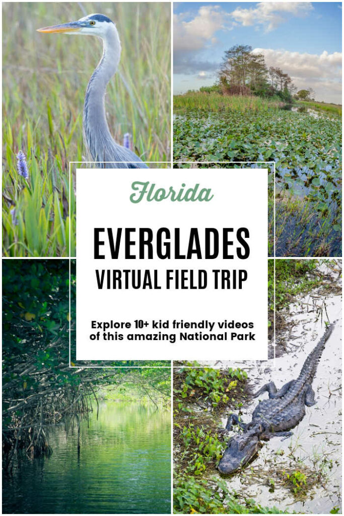 florida-everglades-virtual-field-trip-for-kids - The Educators' Spin On It Florida Everglades Virtual Field Trip for Kids