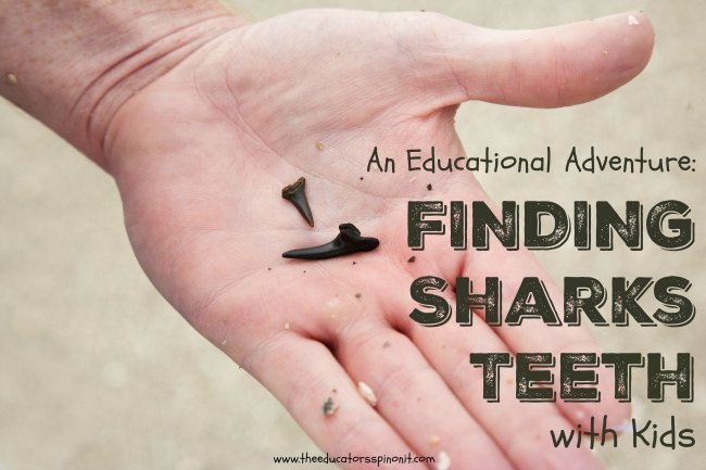 Searching for shark teeth on Venice beach Florida , using a Florida shovel - The Educators' Spin On It SUCF2|Animals/Wildlife|Nature|Birds$Miscellaneous|0N0|111120000000000000000110100000000000200000|shutterstock@@istockphoto@0x6x85.15 alt=