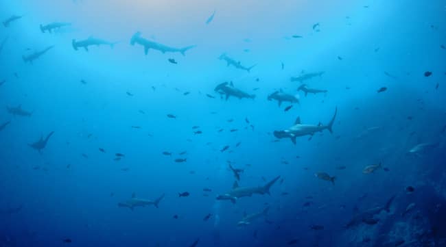hammerhead-sharks-in-ocean - The Educators' Spin On It