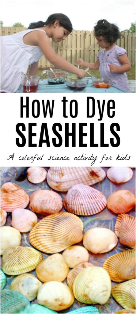 How to Dye Seashells - The Educators' Spin On It How to Dye seashells with kids. A science lesson with vinegar and egg dye or food coloring that creates rainbow seashells.
