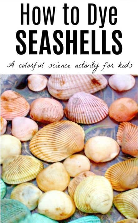 how-to-dye-seashells-with-egg-coloring - The Educators' Spin On It How to Dye Seashells with leftover Egg Dye this Spring or Summer