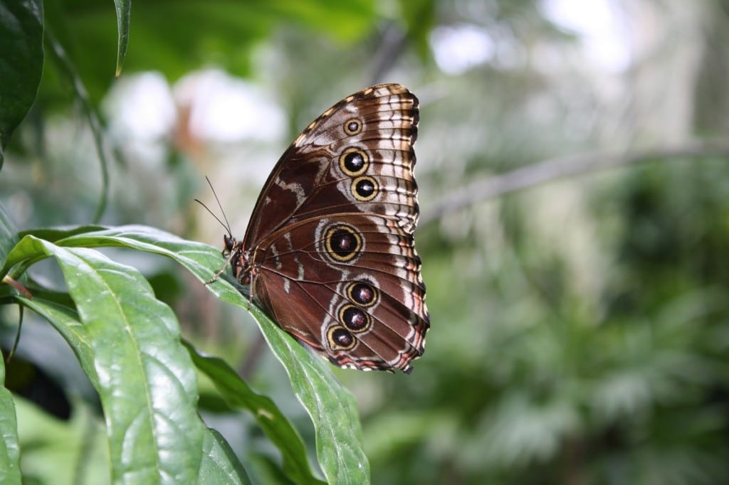 IMG_0101%2B-%2BCopy.JPG - The Educators' Spin On It Blue morpho butterfly on leaf