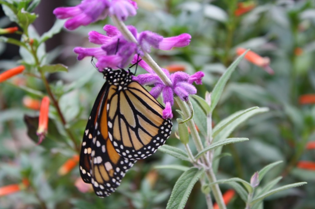 IMG_0338.JPG - The Educators' Spin On It Monarch Butterfly on purple flower
