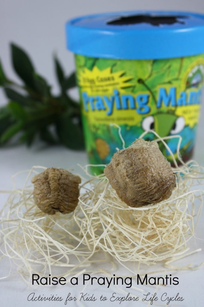 IMG_0637b.jpg - The Educators' Spin On It praying mantis egg cases a kit for kids to explore life cycles