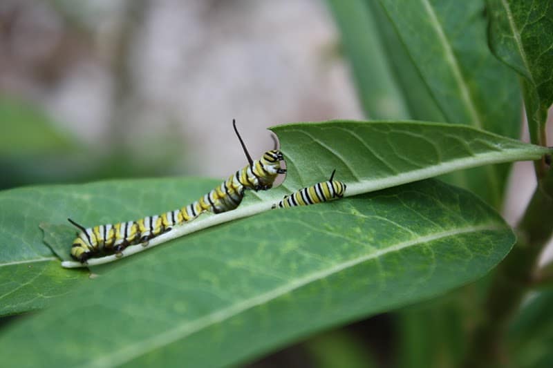 IMG_2692.JPG - The Educators' Spin On It Monarch Caterpillar eating milkweed