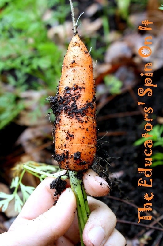 IMG_7106.JPG - The Educators' Spin On It