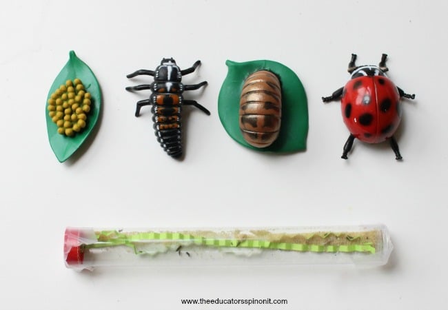 lady bug larvae - The Educators' Spin On It Lady BUg Larvae science experiment for kids