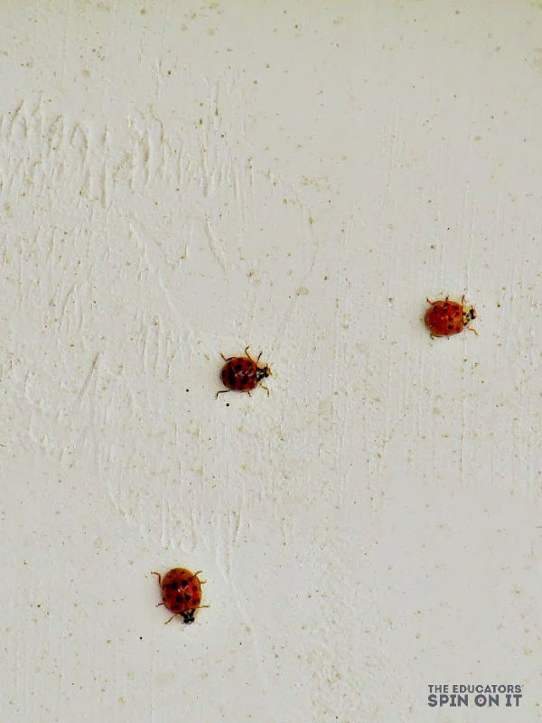 Ladybugs-at-The-Educators-Spin-ON-It-1-1 - The Educators' Spin On It Ladybugs on side of house to explore ladybug science with kids
