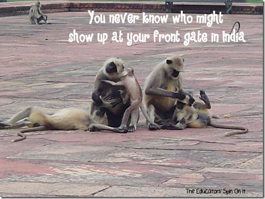 Monkeys in India Monkeys in India