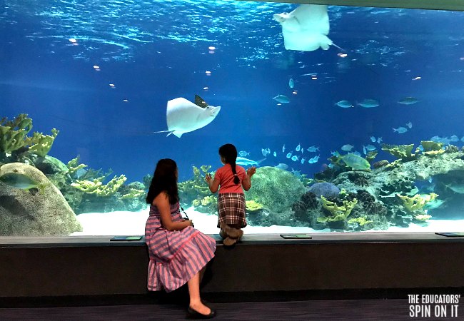 OdySea Aquarium Deep Sea Exhibit - The Educators' Spin On It OdySea Aquarium Deep Sea Exhibit