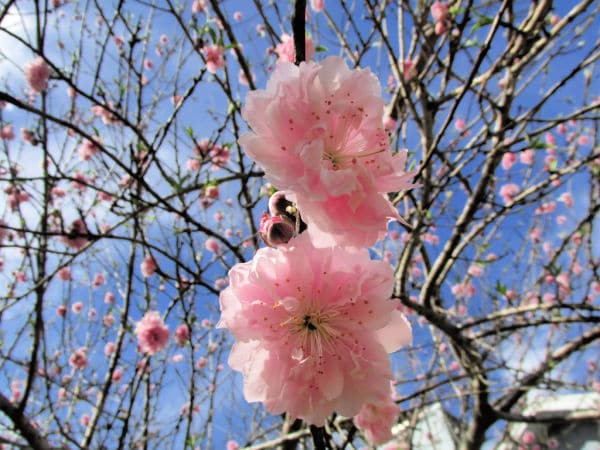 peach-tree-blooming-in-spring- - The Educators' Spin On It peach tree blooming in spring for virtual field trip for kids in spring