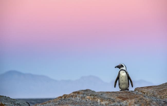 penguin-on-rocks-in-south-africa - The Educators' Spin On It The African penguin on the stony shore in twilight evening with sunset sky. Scientific name: Spheniscus demersus, jackass penguin or black-footed penguin. Natural habitat. South Africa