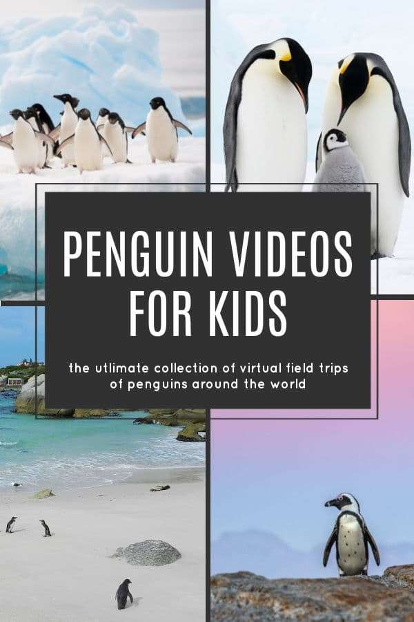 penguin videos for kids - The Educators' Spin On It The ultimate collection of penguin videos for kids