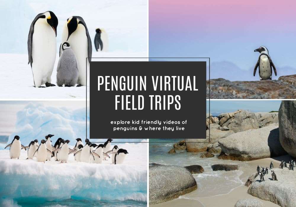 penguin-virtual-field-trips-for-kids-2 - The Educators' Spin On It Penguin Virtual Field Trips for Kids! A collection of kid friendly penguin videos