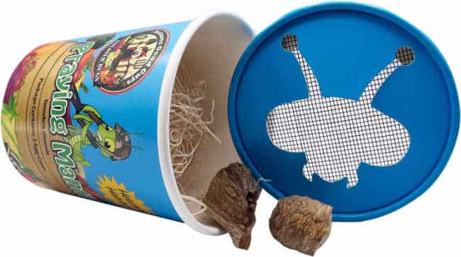 praying-mantis-kit - The Educators' Spin On It Praying Mantis Kit