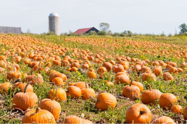 pumpkin-patch-virtual-field-trip - The Educators' Spin On It Pumpkin Patch on farm field with barn and silo in background.