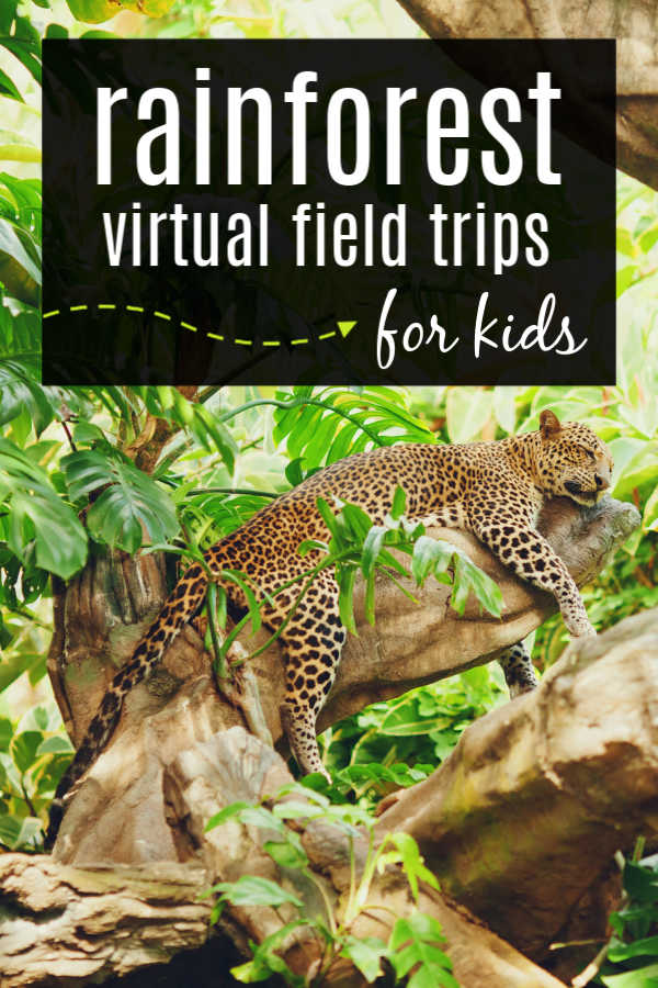 rainforest-virtual-field-trips-for-kids (1) - The Educators' Spin On It panther sitting on tree limb in rainforest for virtual tour