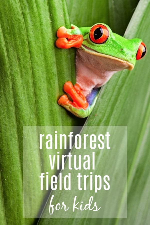 rainforest-virtual-tour-for-kids - The Educators' Spin On It frog sitting on leaf featuring rainforest virtual field trips for kids