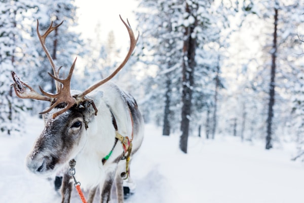 reindeer-tour-winter-virtual-field-trips-for-kids - The Educators' Spin On It Reindeer in snow covered woods to highlight ideas for winter virtual tours for kids ideas