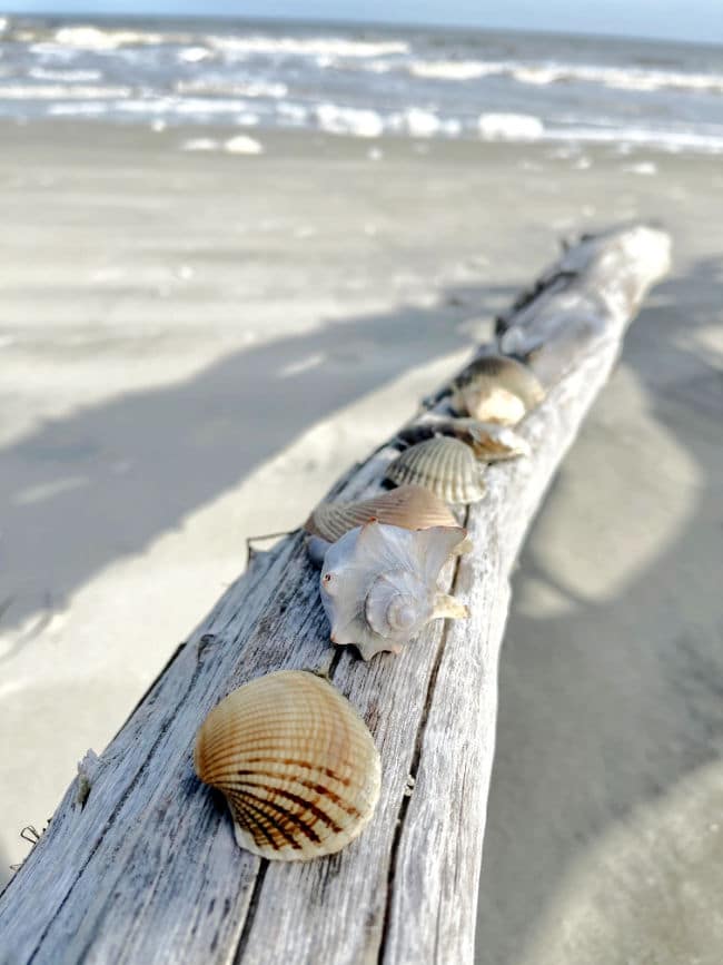 seashells-on-driftwood-on-beach-waves - The Educators' Spin On It Several types of seashells on driftwood on beach with waves