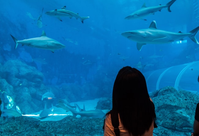 shark-at-aquarium - The Educators' Spin On It